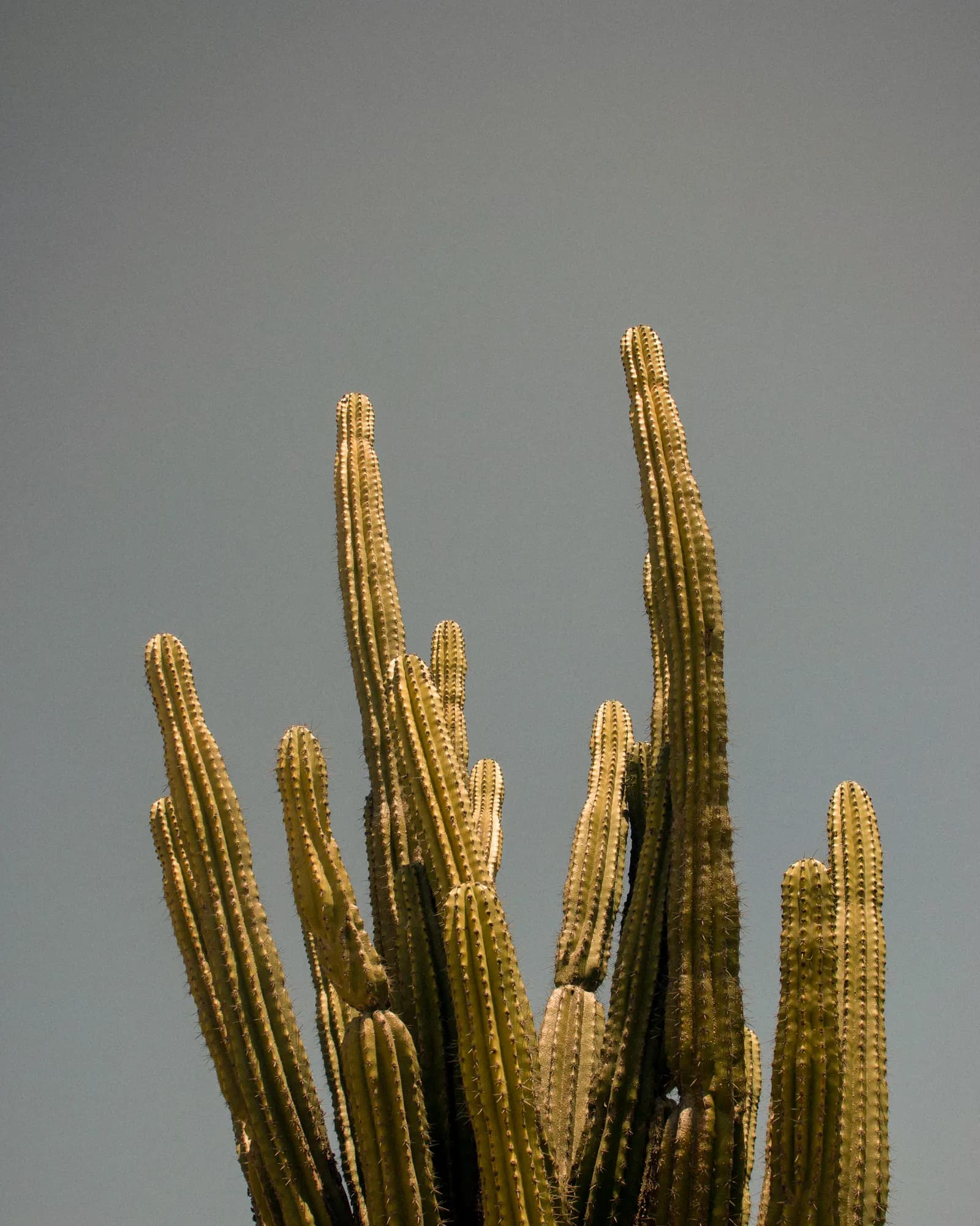 Cardones altos contra el cielo del atardecer